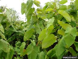 Attēlu rezultāti vaicājumam “Reynoutria sachalinensis leaf”