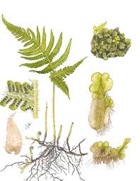 Attēlu rezultāti vaicājumam “Phegopteris connectilis”