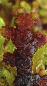 Attēlu rezultāti vaicājumam “Ptilidium ciliare”