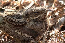 Attēlu rezultāti vaicājumam “Caprimulgus europaeus adult”