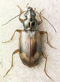 Attēlu rezultāti vaicājumam “Bembidion sp.”