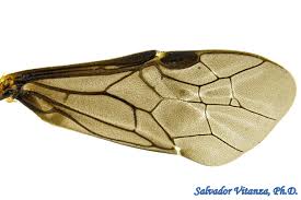 Attēlu rezultāti vaicājumam “Tenthredinidae”