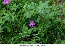 Attēlu rezultāti vaicājumam “Geranium palustre leaf”