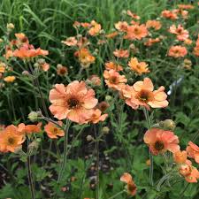 Attēlu rezultāti vaicājumam “Geum”