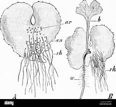 Attēlu rezultāti vaicājumam “Seligeria pusilla sporophyte”