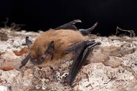 Attēlu rezultāti vaicājumam “Myotis sp.”