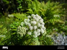 Attēlu rezultāti vaicājumam “Heracleum sosnowskyi leaf”