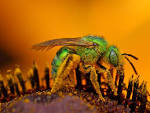 iridescent green sweat bees - via Daymix