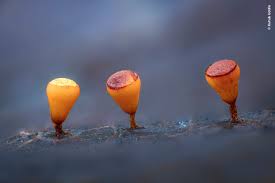 Attēlu rezultāti vaicājumam “Craterium minutum stalked”