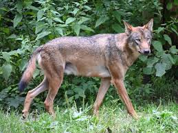 Attēlu rezultāti vaicājumam “Canis lupus”