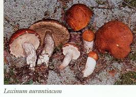 Attēlu rezultāti vaicājumam “Leccinum aurantiacum”