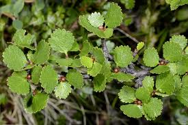 Attēlu rezultāti vaicājumam “Betula nana”