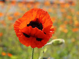 Image result for Mohn