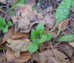 Attēlu rezultāti vaicājumam “Pulmonaria saccharata leaf”
