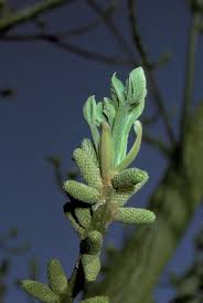 Attēlu rezultāti vaicājumam “Juglans cinerea flower”