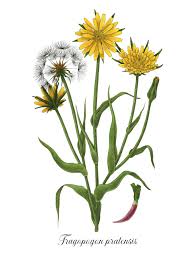 Image result for Tragopogon pratensis
