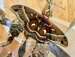 Attēlu rezultāti vaicājumam “Saturniidae”