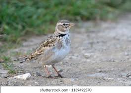 Image result for Melanocorypha calandra