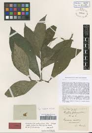 Image result for Thaddus Haenke