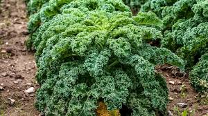 Image result for Grünkohl