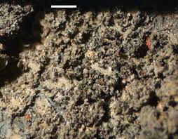 Attēlu rezultāti vaicājumam “Parmeliella triptophylla”