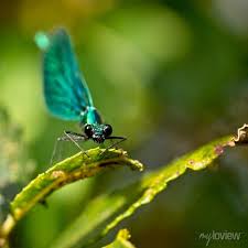 Attēlu rezultāti vaicājumam “Calopteryx virgo male”