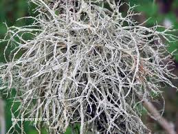Attēlu rezultāti vaicājumam “Ramalina farinacea”