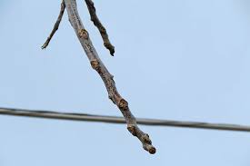 Attēlu rezultāti vaicājumam “Gymnocladus dioicus bud”