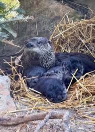 Image result for Eltham Otters