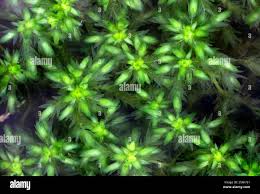 Attēlu rezultāti vaicājumam “Sphagnum platyphyllum”