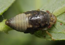 Attēlu rezultāti vaicājumam “Aphrophora nymph”