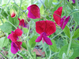 Image result for Lathyrus odoratus