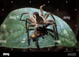 Attēlu rezultāti vaicājumam “Lycosidae”