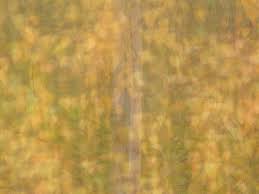 Image result for Leaves Green Bowmen