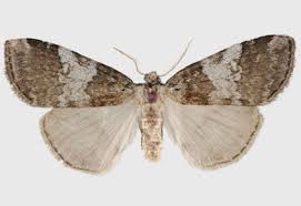 Attēlu rezultāti vaicājumam “Drepanidae”