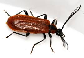 Attēlu rezultāti vaicājumam “Schizotus pectinicornis”