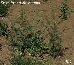 Attēlu rezultāti vaicājumam “Sisymbrium altissimum”