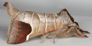 Attēlu rezultāti vaicājumam “Clostera curtula”