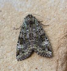 Attēlu rezultāti vaicājumam “Anaplectoides prasina”