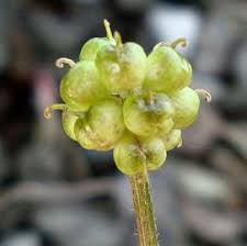Attēlu rezultāti vaicājumam “Ranunculus sceleratus fruit”
