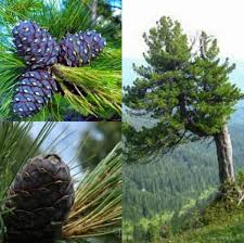 Attēlu rezultāti vaicājumam “Pinus sibirica”