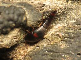 Attēlu rezultāti vaicājumam “Sepedophilus sp.”