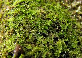 Attēlu rezultāti vaicājumam “Lophocolea minor”