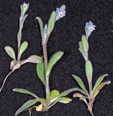 Attēlu rezultāti vaicājumam “Myosotis”