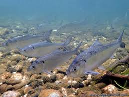 Image result for Alosa alosa