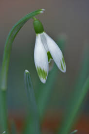 Attēlu rezultāti vaicājumam “Galanthus nivalis leaf”