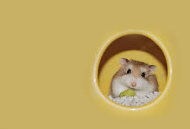 Afbeeldingsresultaat voor hamsters