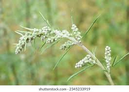Attēlu rezultāti vaicājumam “Artemisia vulgaris bud”