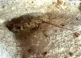 Attēlu rezultāti vaicājumam “Trichoptera egg mass”