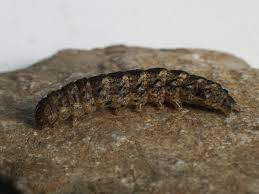 Attēlu rezultāti vaicājumam “Polia nebulosa”